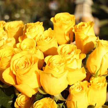 yellow roses for sale